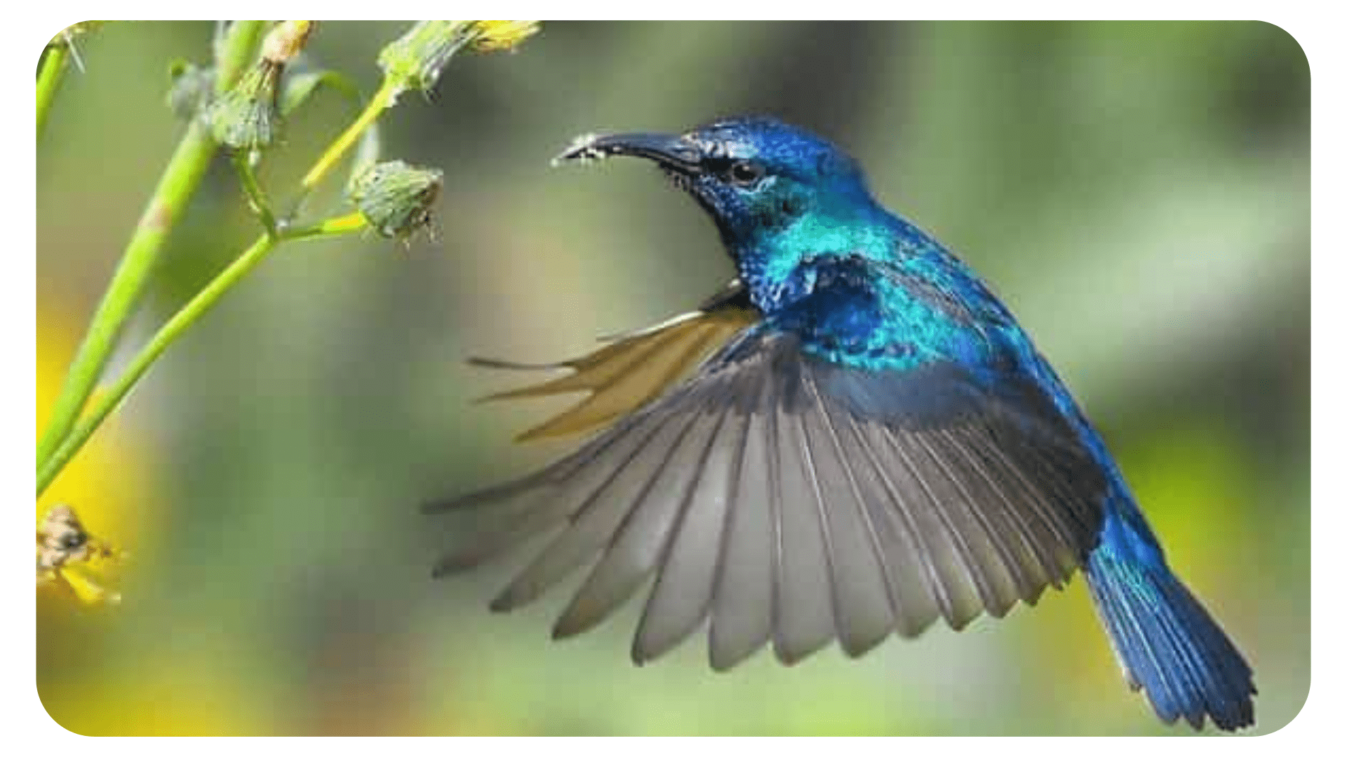 Chim ruồi đang bay, lông có màu xanh.