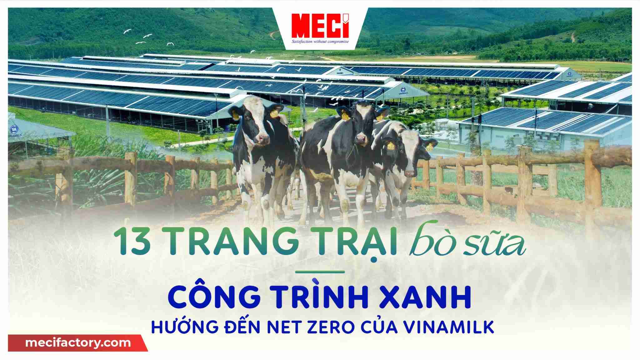 Hình ảnh 3 bò sữa đứng giữa khung hình của vinamilk