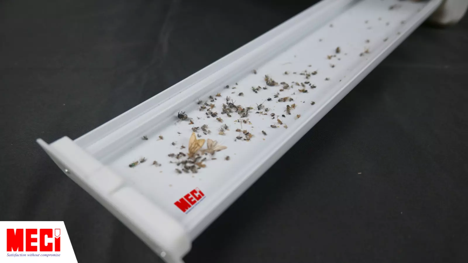 Xác nhiều con côn trùng trong khay dựng