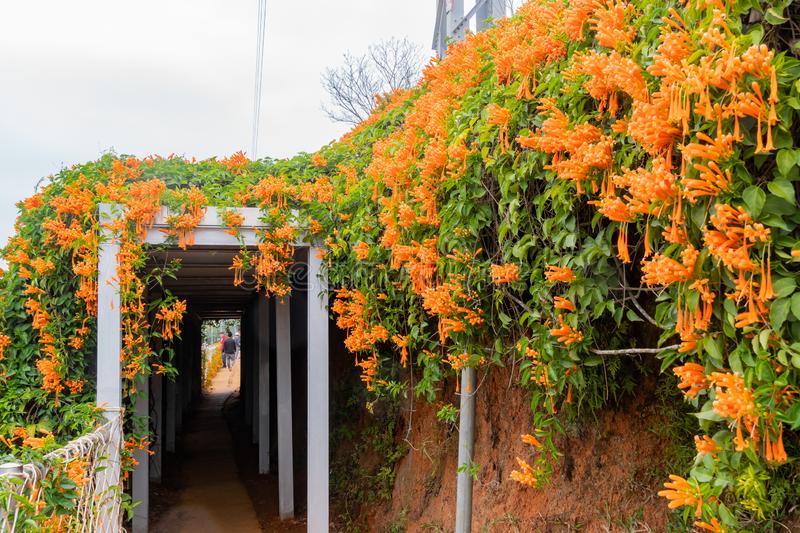 Cây thân leo có màu cam được trồng trên mái nhà.