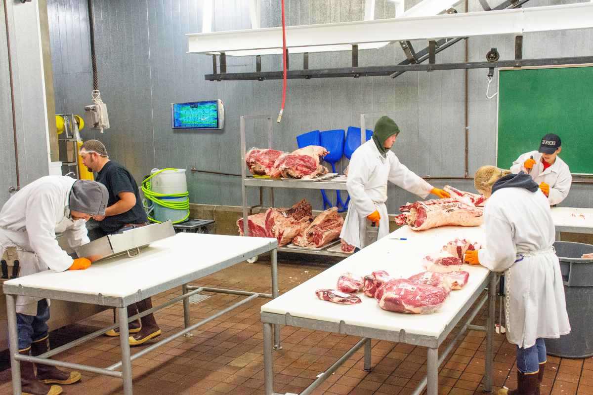 Đèn diệt côn trùng keo lắp bên trong khu vực sản xuất thịt heo