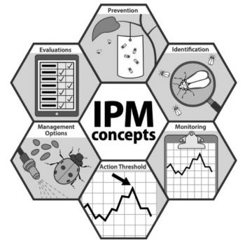 Hình minh họa quy trình triển khai IPM